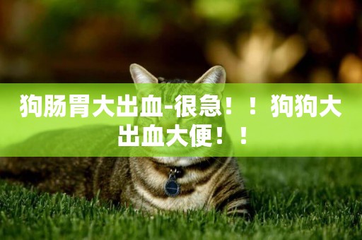 狗腸胃大出血-很急！！狗狗大出血大便！！