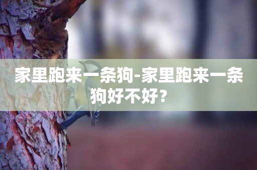 家里跑來一條狗-家里跑來一條狗好不好？