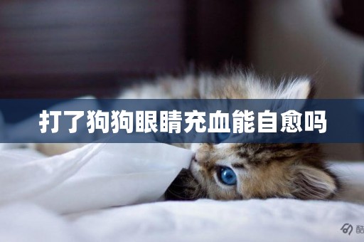 打了狗狗眼睛充血能自愈嗎