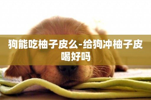 狗能吃柚子皮么-給狗沖柚子皮喝好嗎