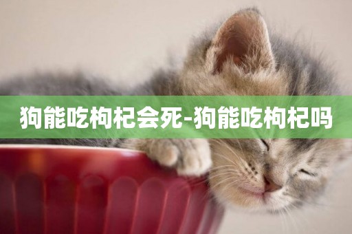 狗能吃枸杞會死-狗能吃枸杞嗎