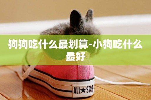 狗狗吃什么最劃算-小狗吃什么最好
