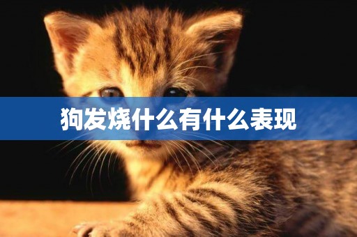 狗發燒什么有什么表現