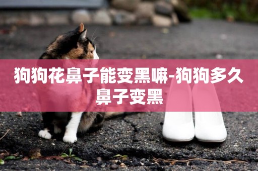 狗狗花鼻子能變黑嘛-狗狗多久鼻子變黑