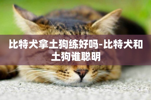 比特犬拿土狗練好嗎-比特犬和土狗誰聰明