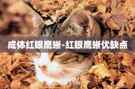 成體紅眼鷹蜥-紅眼鷹蜥優缺點