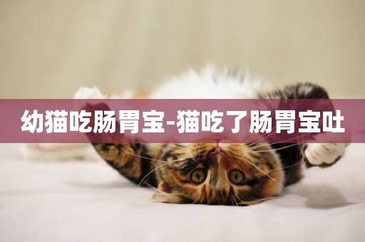 幼貓吃腸胃寶-貓吃了腸胃寶吐