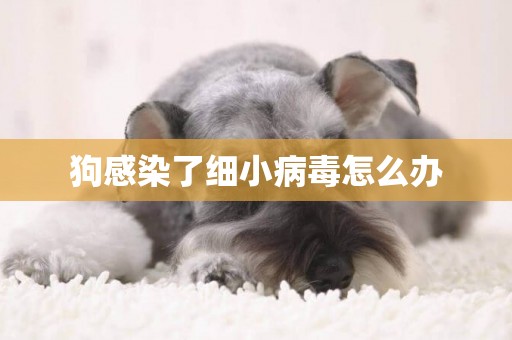 狗感染了細小病毒怎么辦
