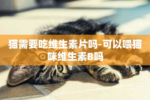 貓需要吃維生素片嗎-可以喂貓咪維生素B嗎