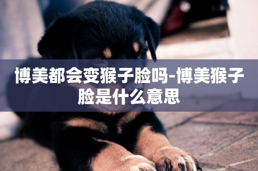 博美都會變猴子臉嗎-博美猴子臉是什么意思