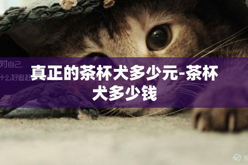 真正的茶杯犬多少元-茶杯犬多少錢