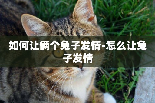 如何讓倆個兔子發情-怎么讓兔子發情