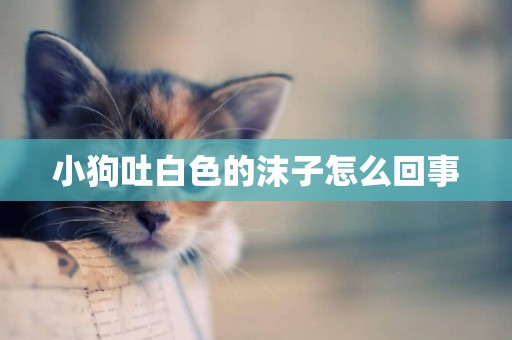 小狗吐白色的沫子怎么回事