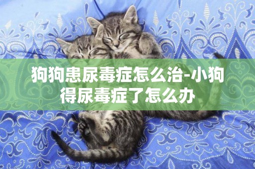 狗狗患尿毒癥怎么治-小狗得尿毒癥了怎么辦