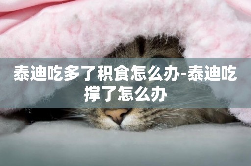 泰迪吃多了積食怎么辦-泰迪吃撐了怎么辦