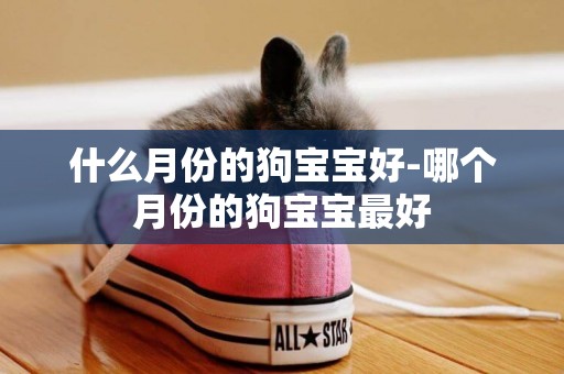 什么月份的狗寶寶好-哪個月份的狗寶寶最好