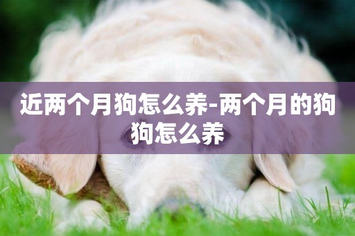 近兩個月狗怎么養-兩個月的狗狗怎么養