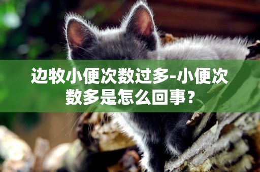 邊牧小便次數過多-小便次數多是怎么回事？