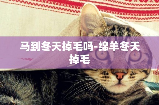 馬到冬天掉毛嗎-綿羊冬天掉毛