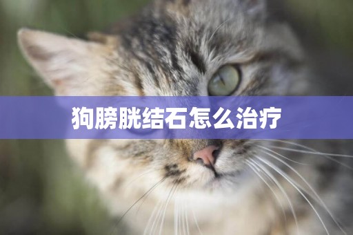 狗膀胱結石怎么治療