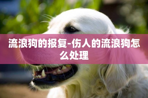 流浪狗的報復-傷人的流浪狗怎么處理