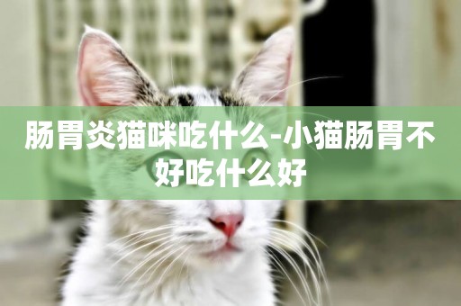 腸胃炎貓咪吃什么-小貓腸胃不好吃什么好