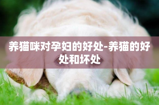 養貓咪對孕婦的好處-養貓的好處和壞處