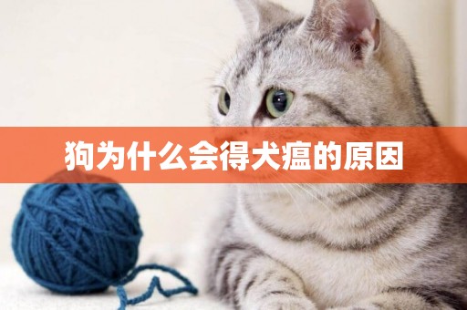 狗為什么會得犬瘟的原因