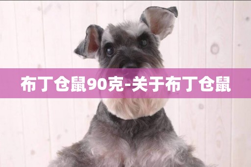 布丁倉鼠90克-關于布丁倉鼠