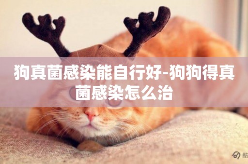 狗真菌感染能自行好-狗狗得真菌感染怎么治