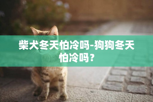 柴犬冬天怕冷嗎-狗狗冬天怕冷嗎？