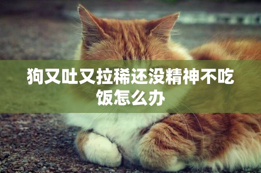 狗又吐又拉稀還沒精神不吃飯怎么辦