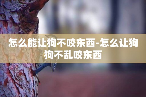 怎么能讓狗不咬東西-怎么讓狗狗不亂咬東西
