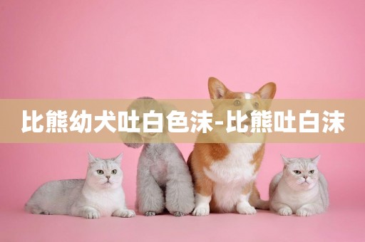 比熊幼犬吐白色沫-比熊吐白沫
