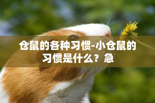 倉鼠的各種習慣-小倉鼠的習慣是什么？急