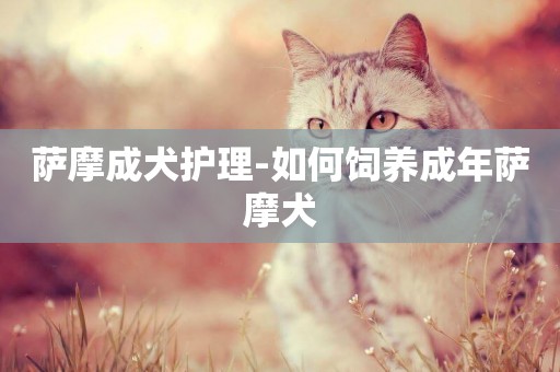薩摩成犬護理-如何飼養成年薩摩犬