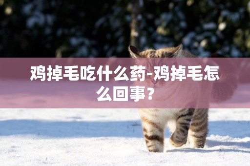 雞掉毛吃什么藥-雞掉毛怎么回事？