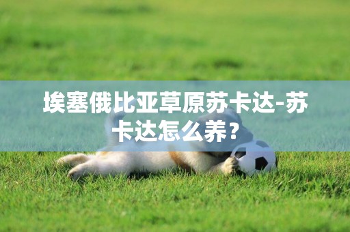 埃塞俄比亞草原蘇卡達-蘇卡達怎么養？