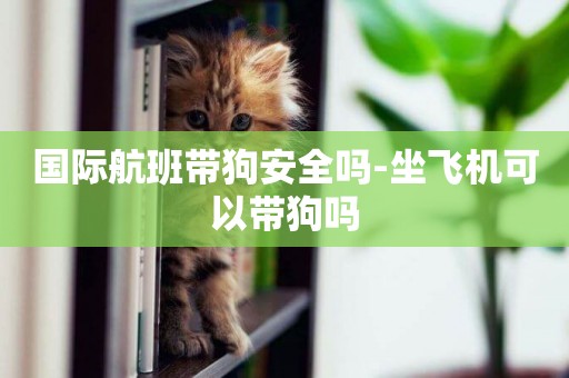國際航班帶狗安全嗎-坐飛機可以帶狗嗎
