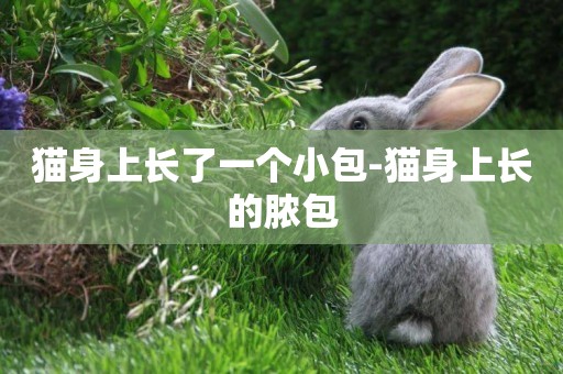 貓身上長了一個小包-貓身上長的膿包