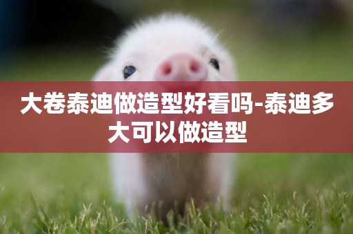 大卷泰迪做造型好看嗎-泰迪多大可以做造型