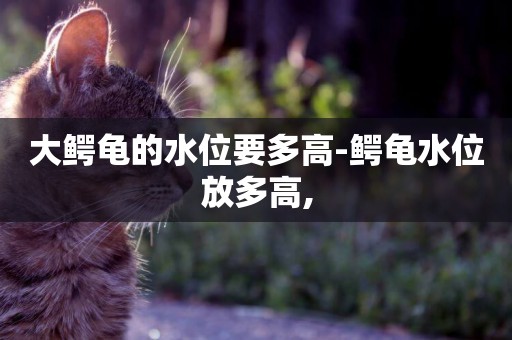 大鱷龜的水位要多高-鱷龜水位放多高,