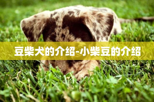 豆柴犬的介紹-小柴豆的介紹