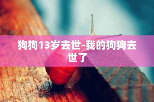 狗狗13歲去世-我的狗狗去世了