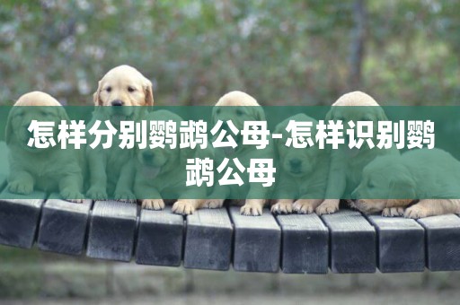 怎樣分別鸚鵡公母-怎樣識別鸚鵡公母