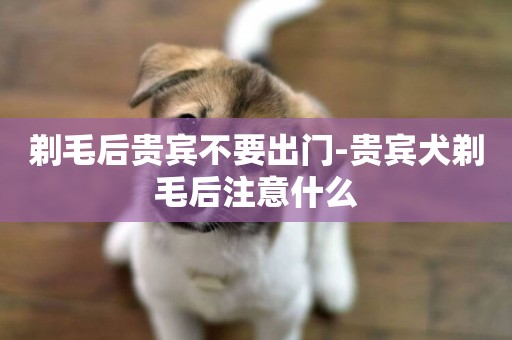 剃毛后貴賓不要出門-貴賓犬剃毛后注意什么