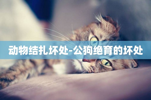 動物結扎壞處-公狗絕育的壞處