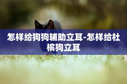 怎樣給狗狗輔助立耳-怎樣給杜檳狗立耳
