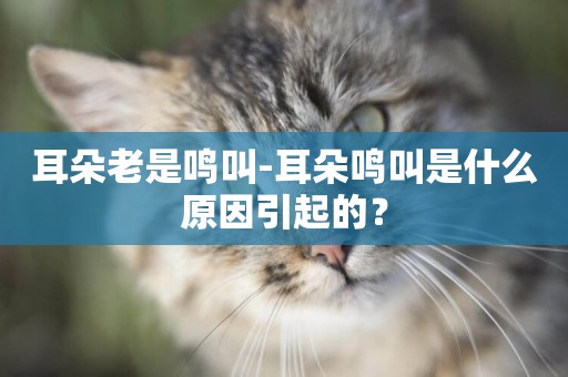 耳朵老是鳴叫-耳朵鳴叫是什么原因引起的？