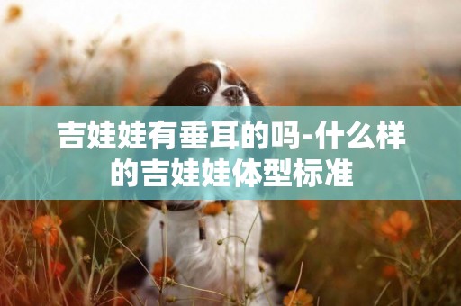 吉娃娃有垂耳的嗎-什么樣的吉娃娃體型標準